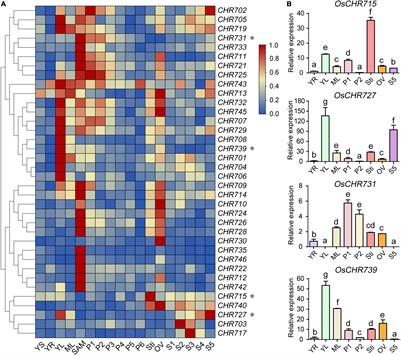 Comparative Expression Profiling of Snf2 Family Genes During Reproductive Development and Stress Responses in Rice